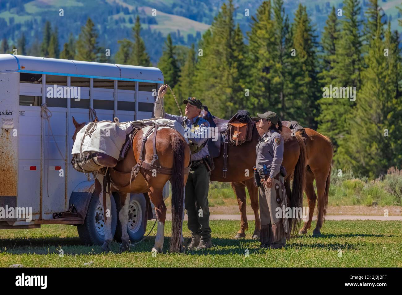 National Park Service Rangers satteln Pferde für Trail Patrouille im Yellowstone National Park, USA [Keine Model Releases; nur redaktionelle Lizenzierung] Stockfoto