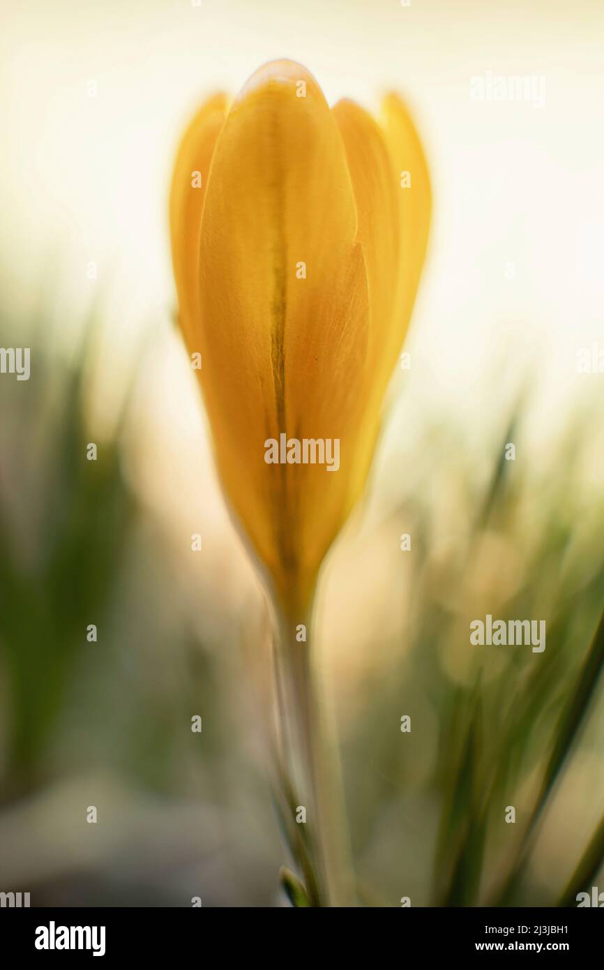 Gelber Krokus, Makroaufnahme, Stockfoto