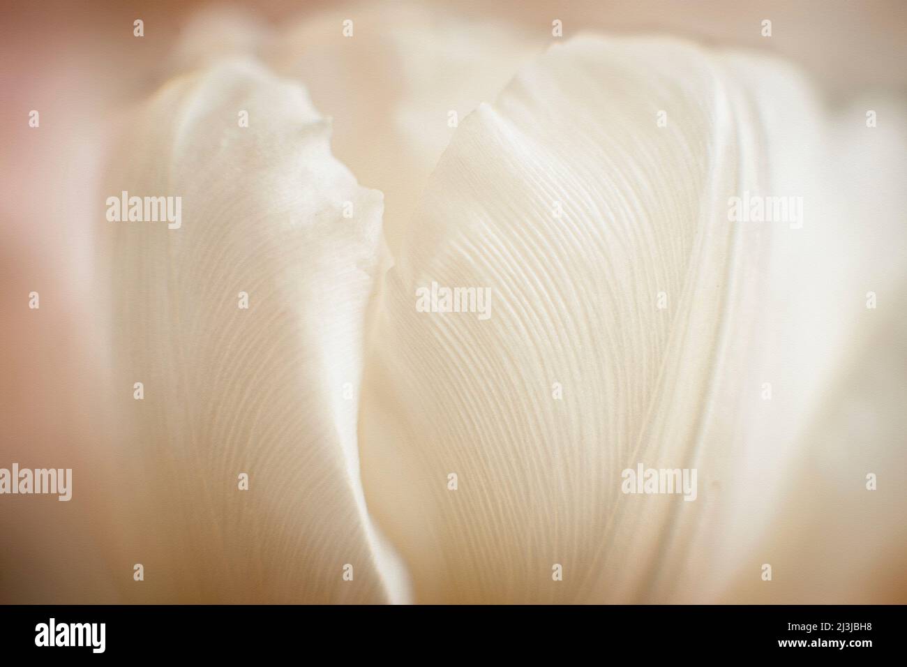 Weiße Tulpe im Makro fotografiert, Stockfoto