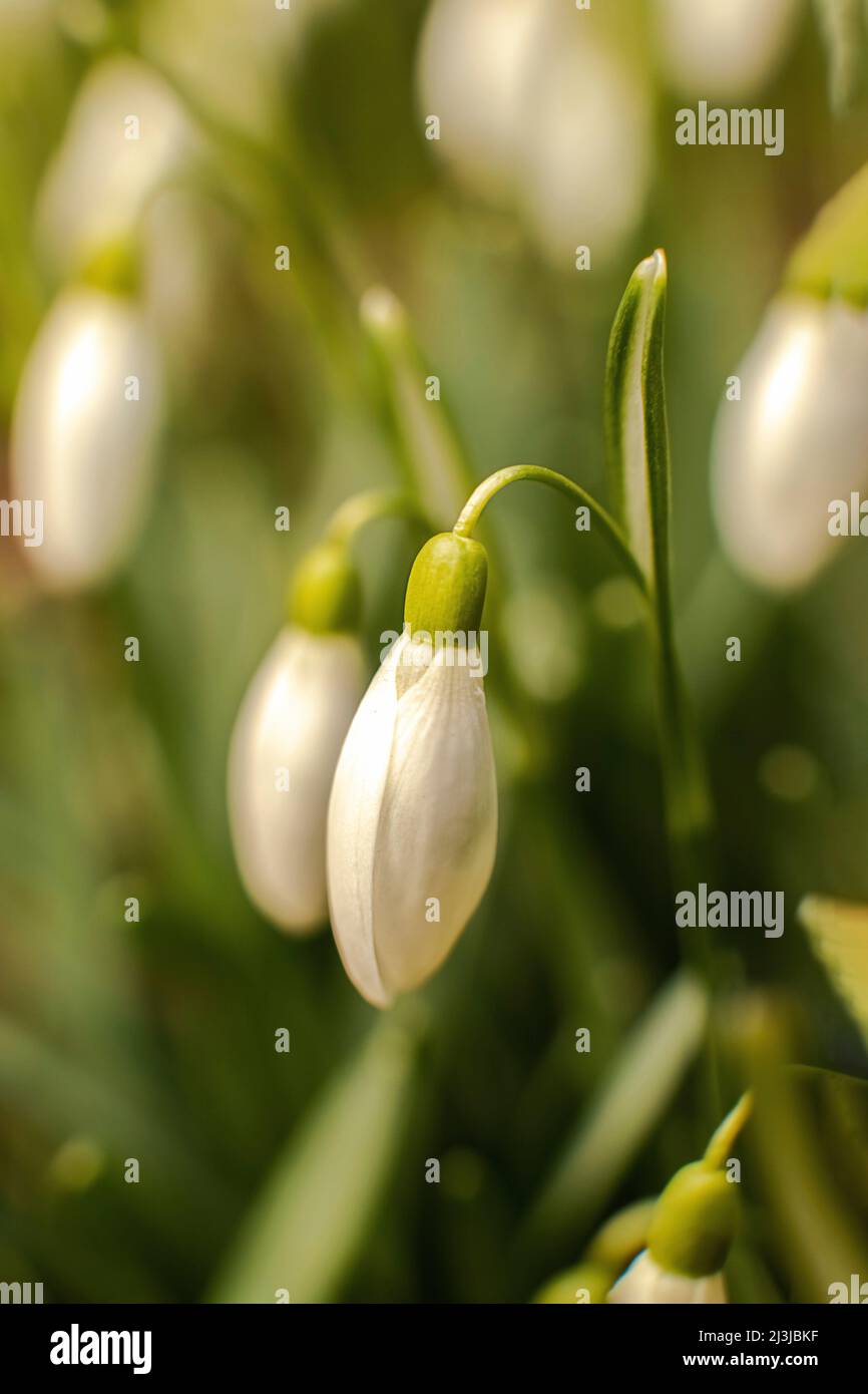 Schneeglöckchen, Makroaufnahme, Stockfoto