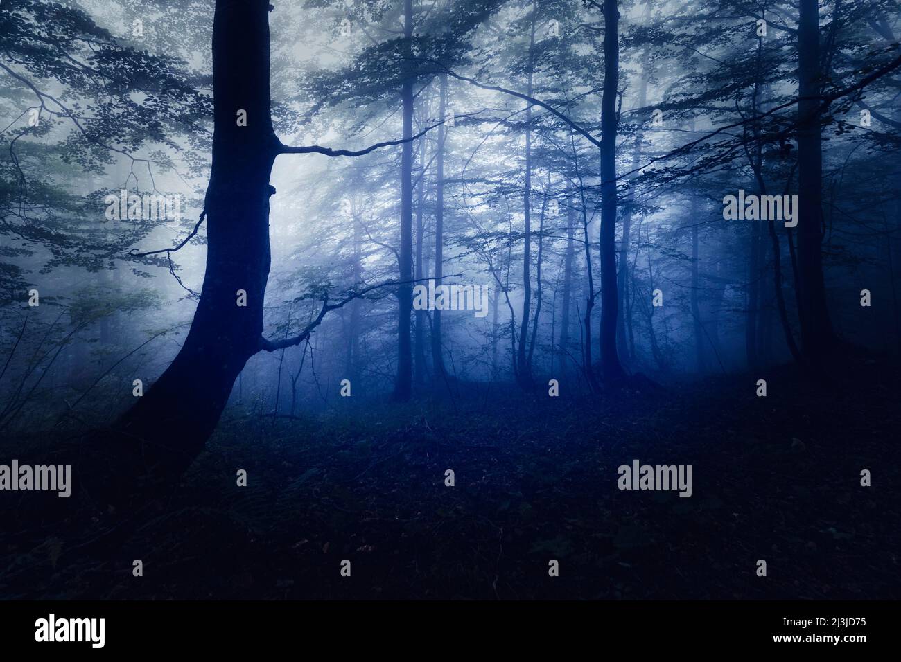 Italien, Venetien, Belluno, Taibon Agordino - Laubbäume unterwuchert, dunkle Stimmung mit Nebel, geheimnisvoll, Angst, beängstigend Stockfoto