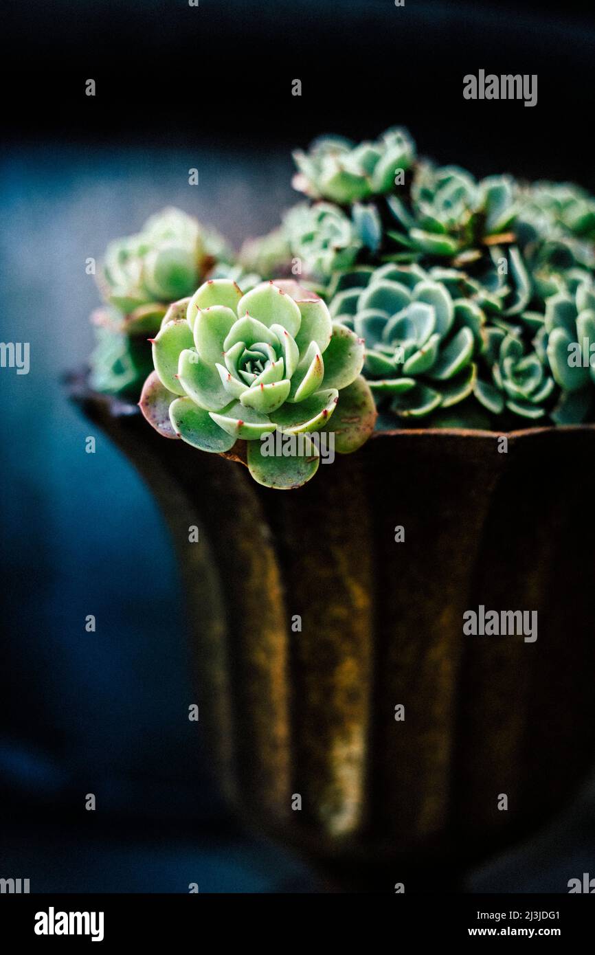 Pflanzentopf mit Sukkulenten, echeveria Stockfoto