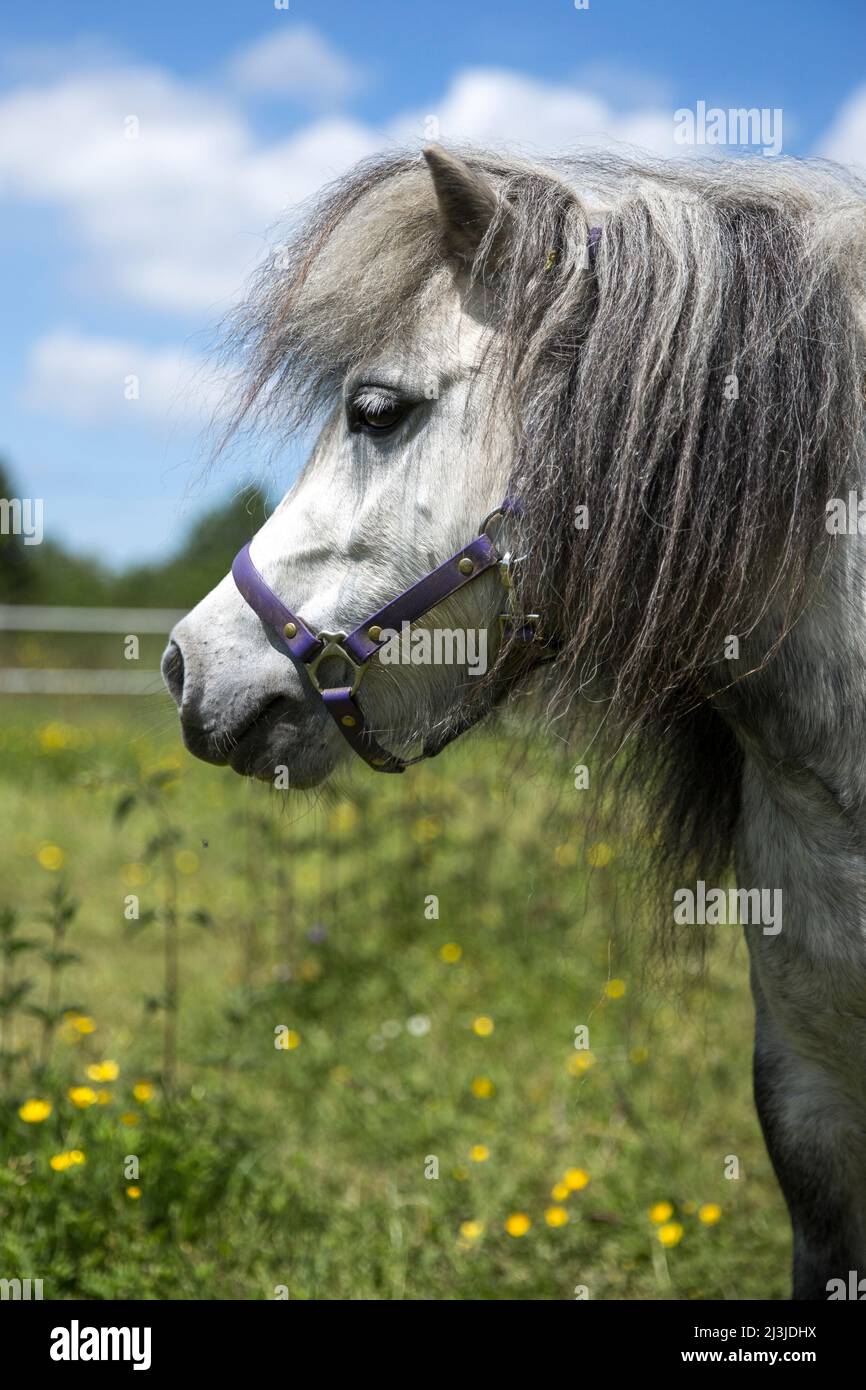 Porträt eines grauen Pferdes im Profil auf einer Wiese in Deutschland Stockfoto