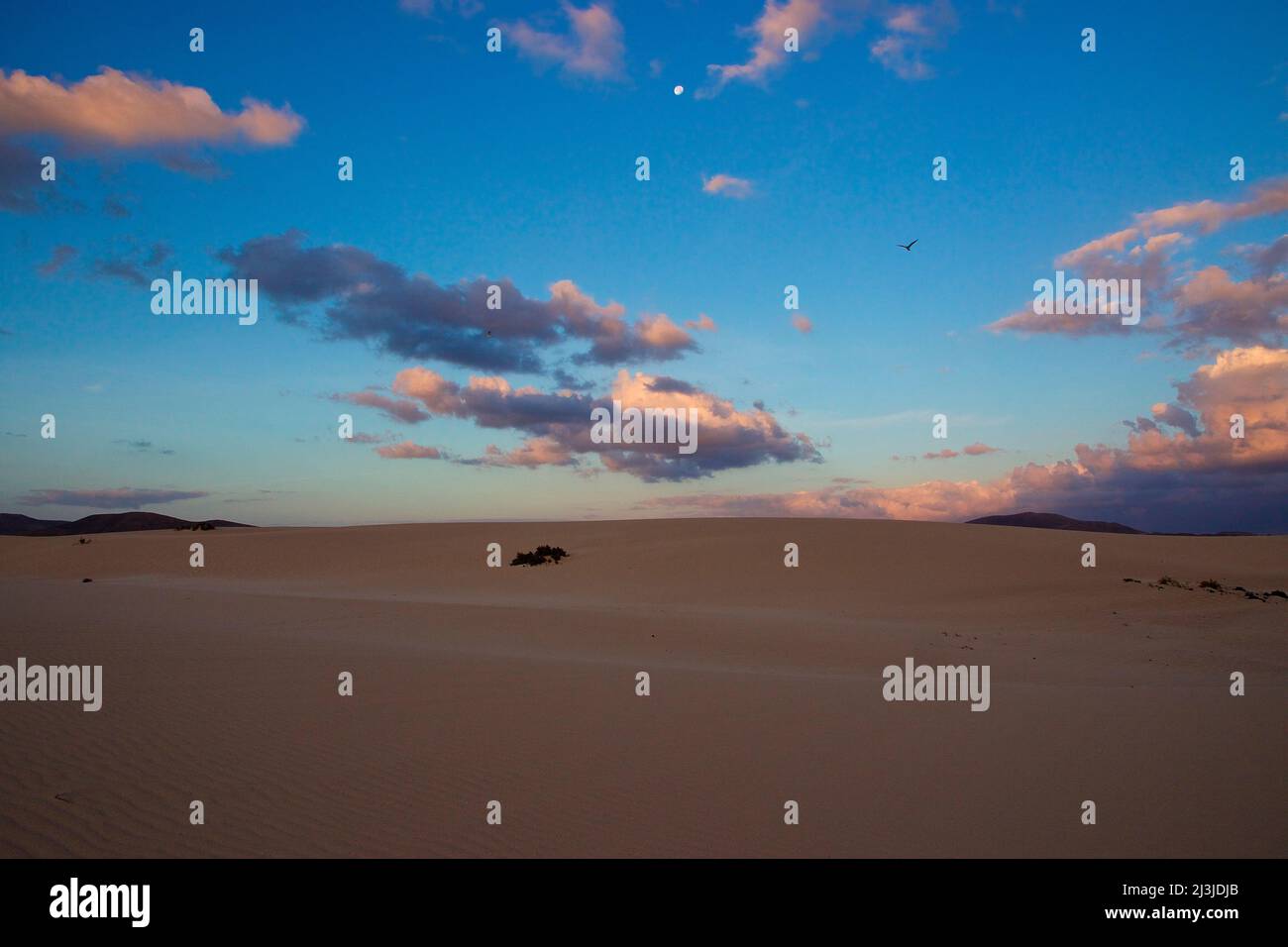 Spanien, Kanarische Inseln, Fuerteventura, Dünengebiet El Jable, Morgenlicht, blauer Himmel mit grauen und weißen Wolken, breite Sanddüne, wenige Büsche, Vogel am Himmel, Mondball am Himmel Stockfoto