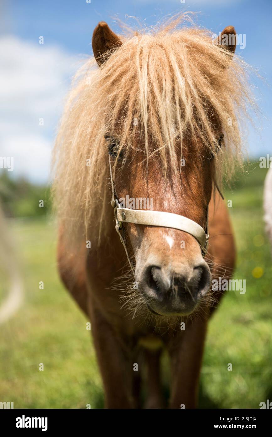 Frontales Porträt eines kastanienfarbenen Ponys auf einer Wiese Stockfoto