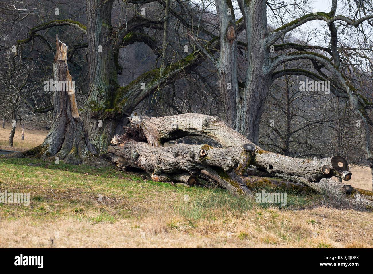 Tod einer Linde am Naturdenkmal „Sieben Linden“ im Altmühltal, Mittelfranken Stockfoto