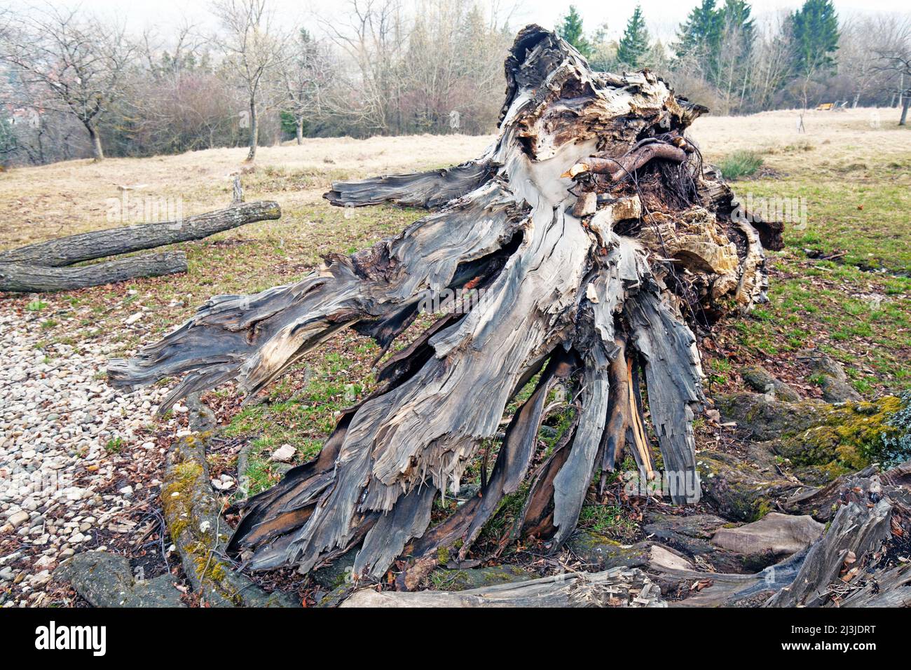 Tod einer Linde am Naturdenkmal „Sieben Linden“ im Altmühltal, Mittelfranken Stockfoto