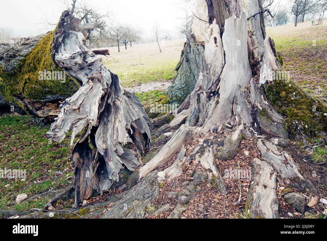 Tod einer Linde am Naturdenkmal „Sieben Linden“ im Altmühltal, Mittelfranken Stockfoto