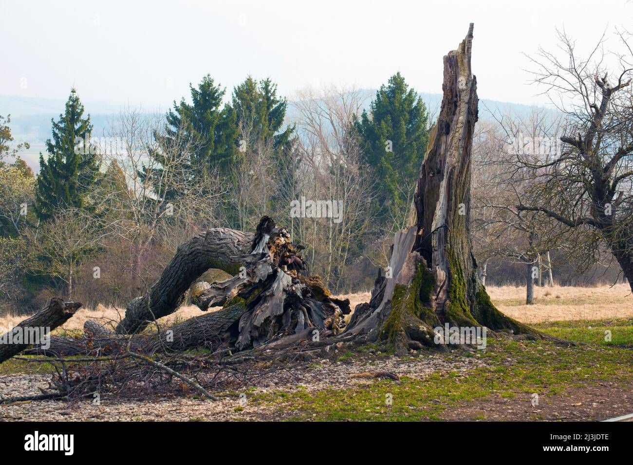 Tod einer Linde am Naturdenkmal „Sieben Linden“ im Altmühltal, Mittelfranken Stockfoto
