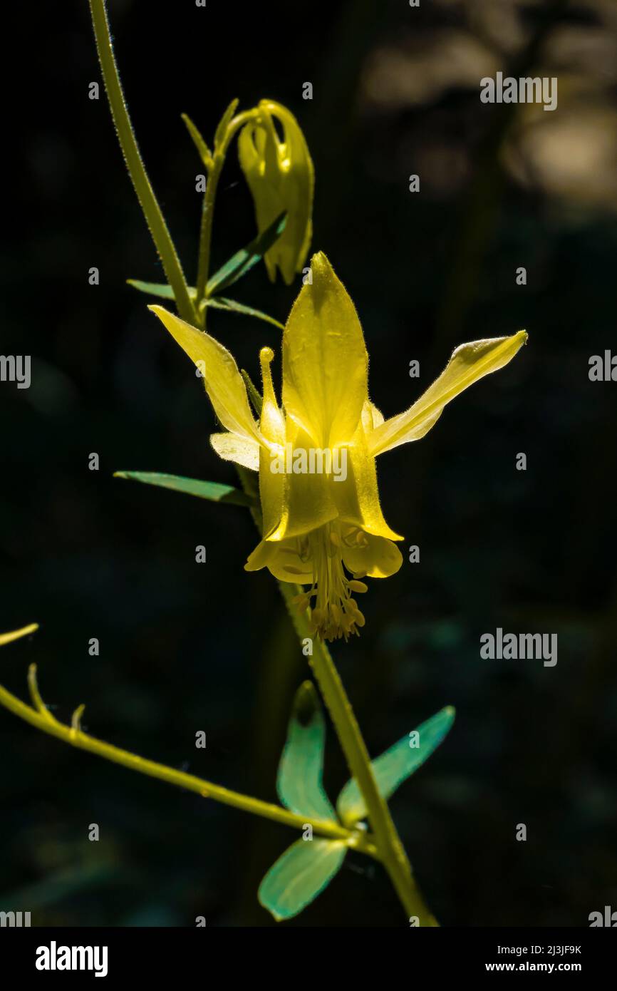 Yellow Mountain Columbine, Aquilegia flavescens, blüht in der Gegend von Pebble Creek im Yellowstone National Park, USA Stockfoto