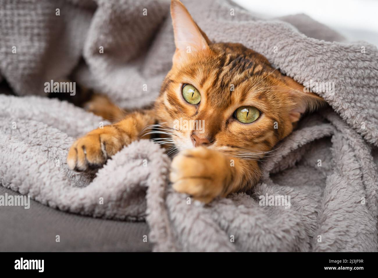 Niedliche, verschnuffte Katze guckelt unter der Decke hervor, lustiges Haustier zu Hause. Stockfoto