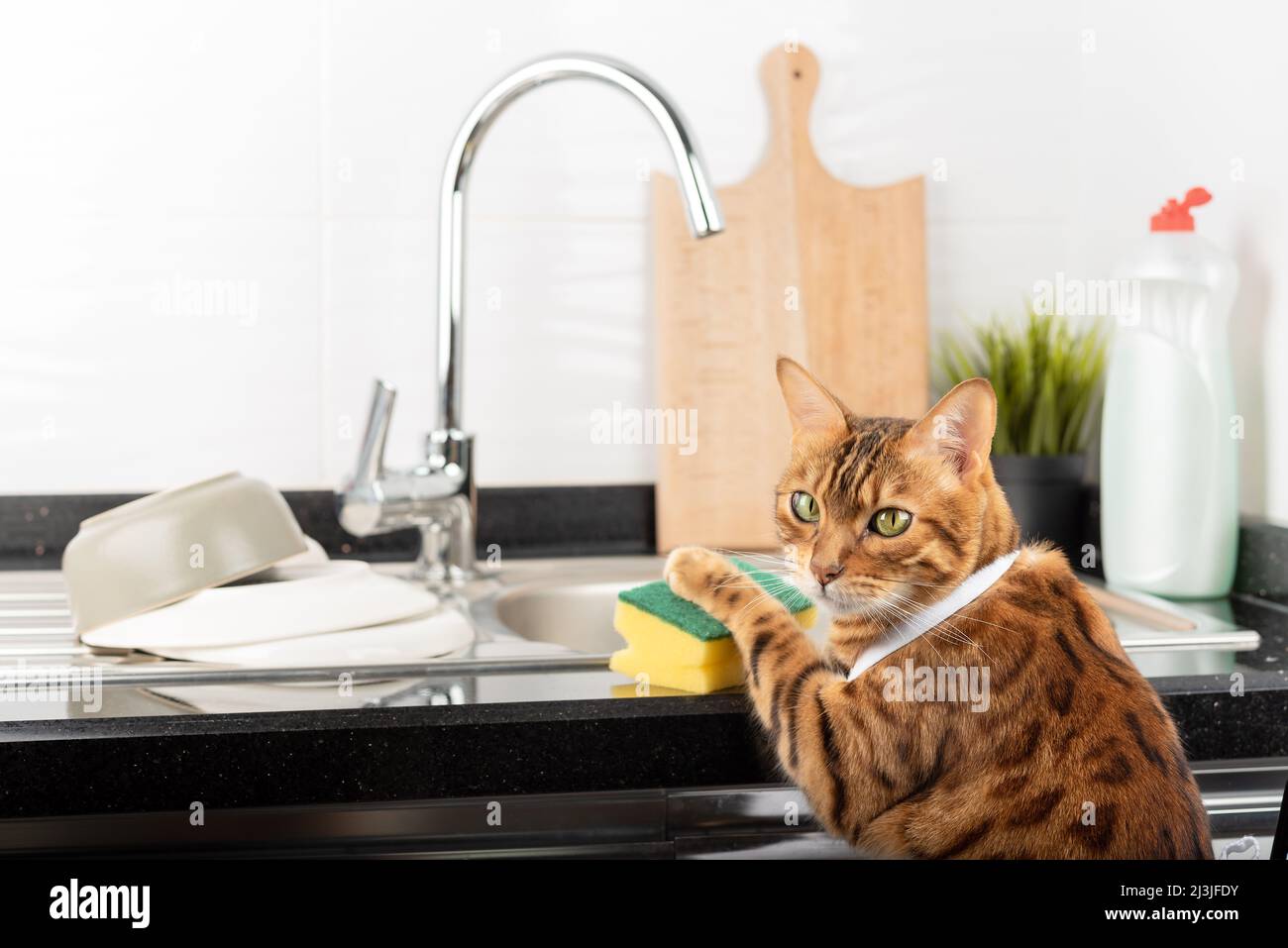 Niedliche Hauskatze hinter Geschirr mit einem Schwamm waschen. Stockfoto