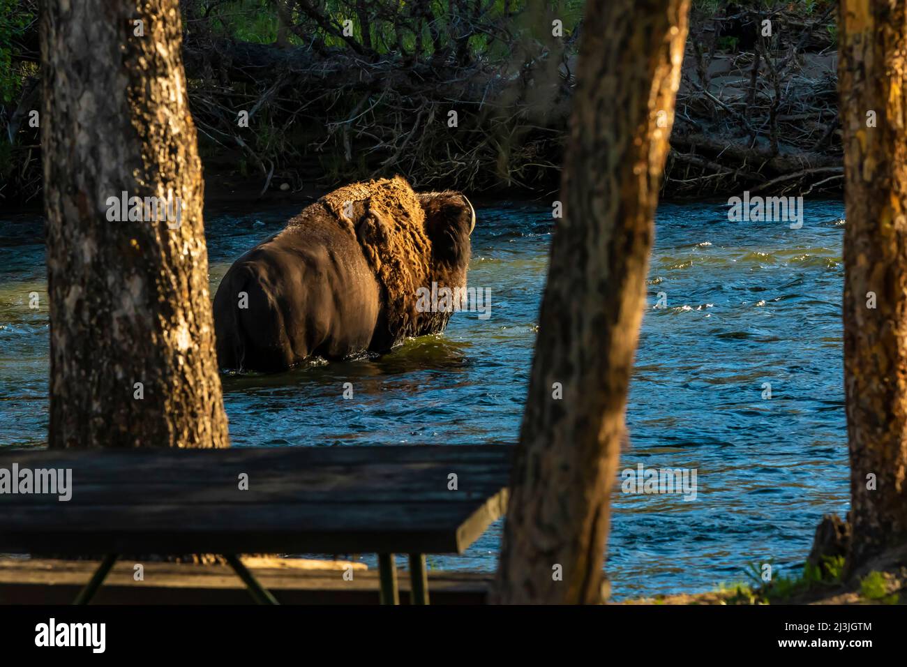 Buffalo überquert Slough Creek im Yellowstone National Park, USA Stockfoto