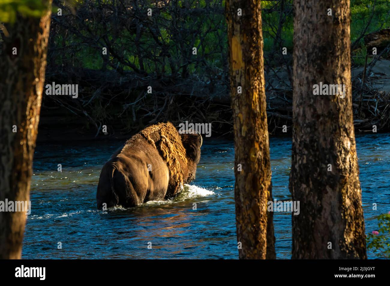 Buffalo überquert Slough Creek im Yellowstone National Park, USA Stockfoto