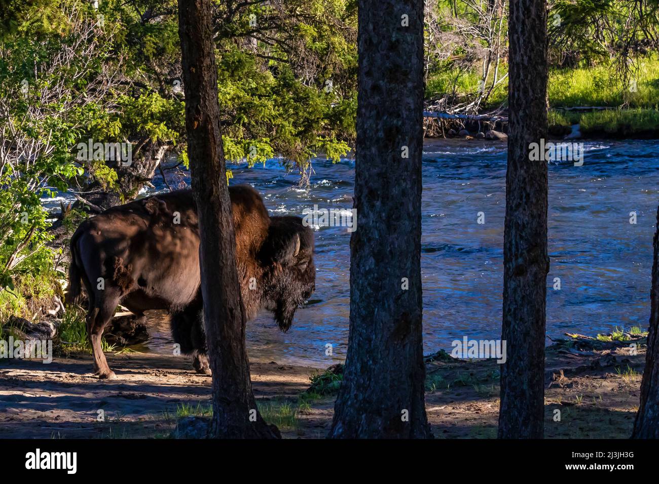 Buffalo überquert Slough Creek im Yellowstone National Park, USA Stockfoto