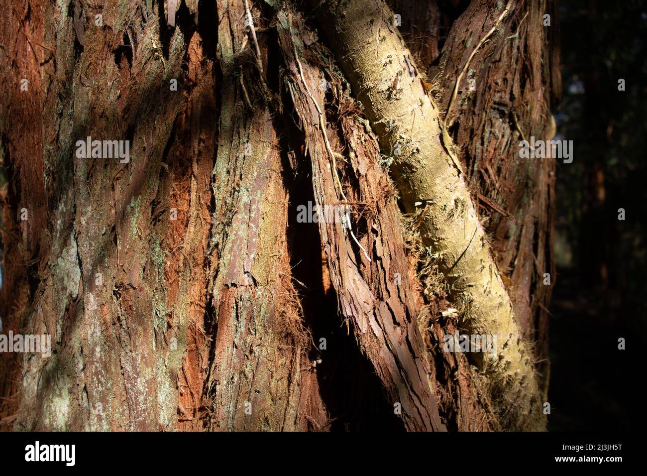 Uralte Kiefernrinde Detail mit Schäden Markierungen in der Rinde und dicken Efeu Rebe und Schatten Stockfoto