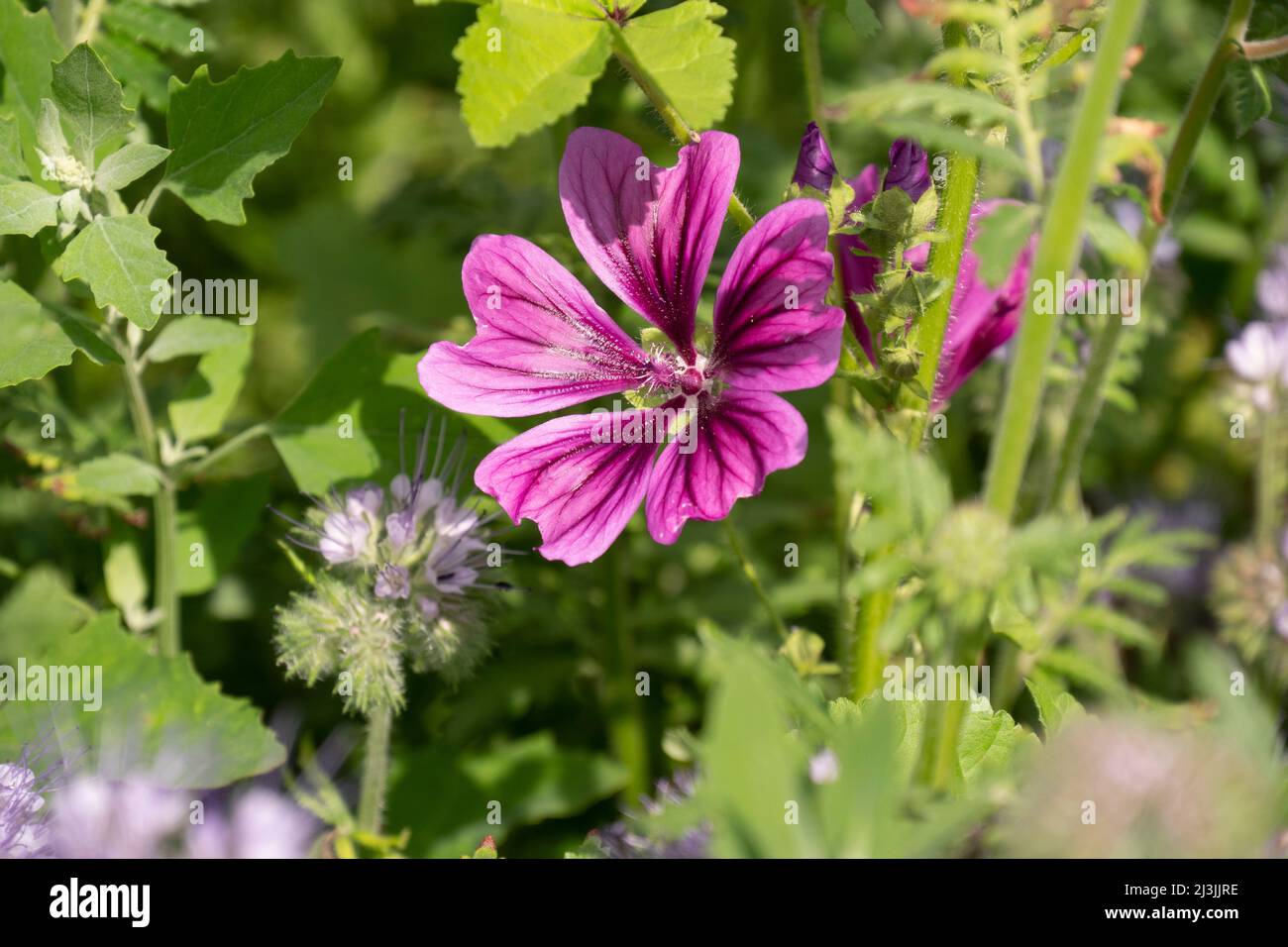 Begleitendes pflanzen -Fotos und -Bildmaterial in hoher Auflösung – Alamy