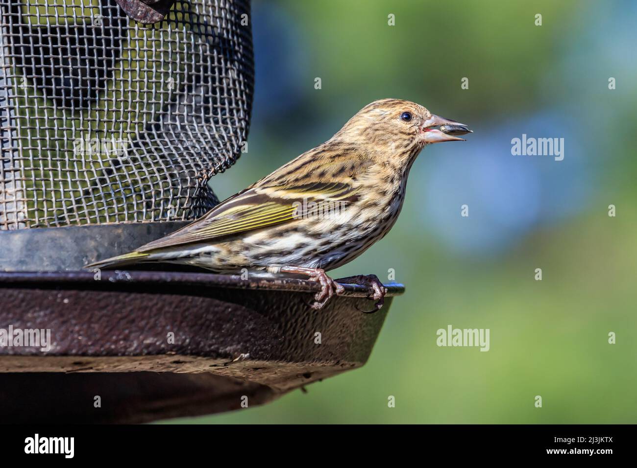Pine Siskin (Spinus pinus) im Martin Nature Park, Oklahoma City, OK Stockfoto