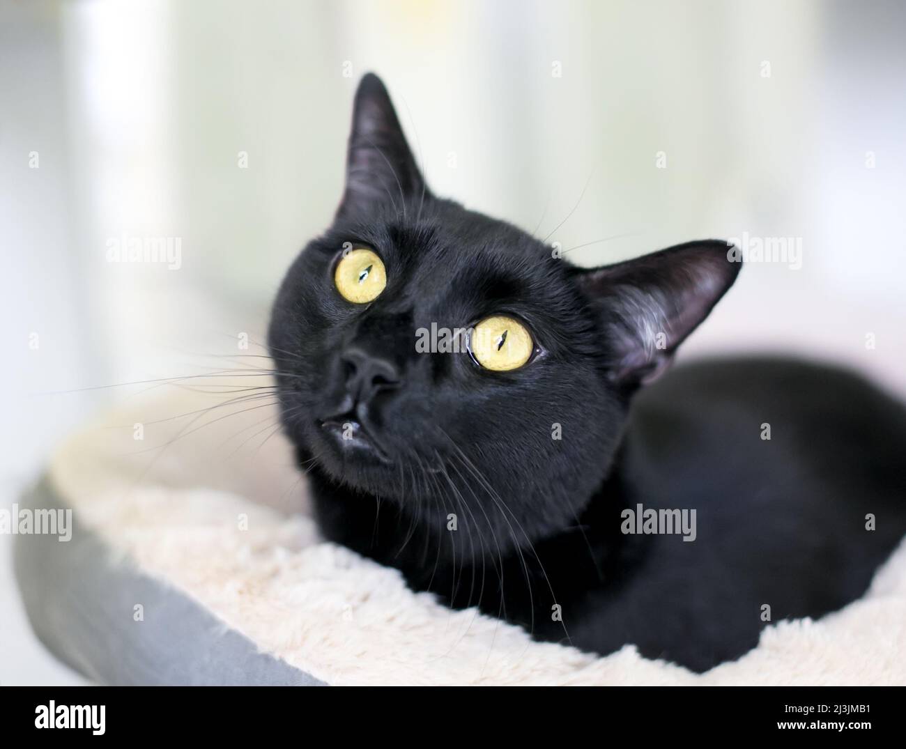 Eine großäugige schwarze Kurzhaarkatze mit eingeengten Pupillen, die auf einem Katzenbett liegen Stockfoto