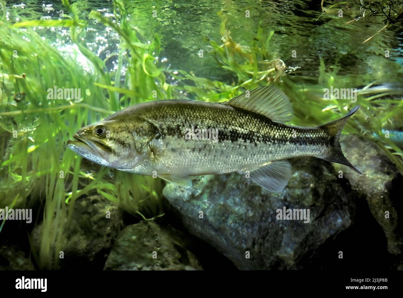 Mikropterus Fotos und Bildmaterial in hoher Auflösung Alamy