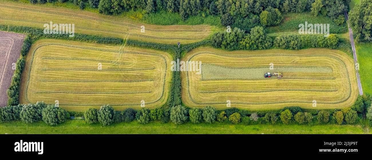 Luftaufnahme, Heuernte, Erntearbeit mit Traktor auf einem Feld in den Lippehäden im Landkreis Heessen im Ruhrgebiet Hamm, Nordrhein-Westfalen Stockfoto