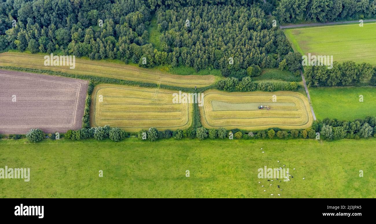 Luftaufnahme, Heuernte, Erntearbeit mit Traktor auf einem Feld in den Lippehäden im Landkreis Heessen im Ruhrgebiet Hamm, Nordrhein-Westfalen Stockfoto