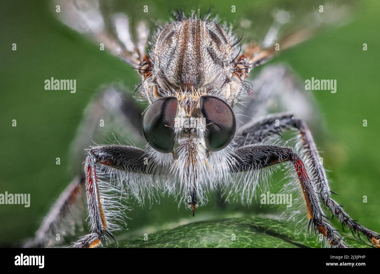Robber Fly, auch Assassin Fly, Familie: Asilidae Stockfoto