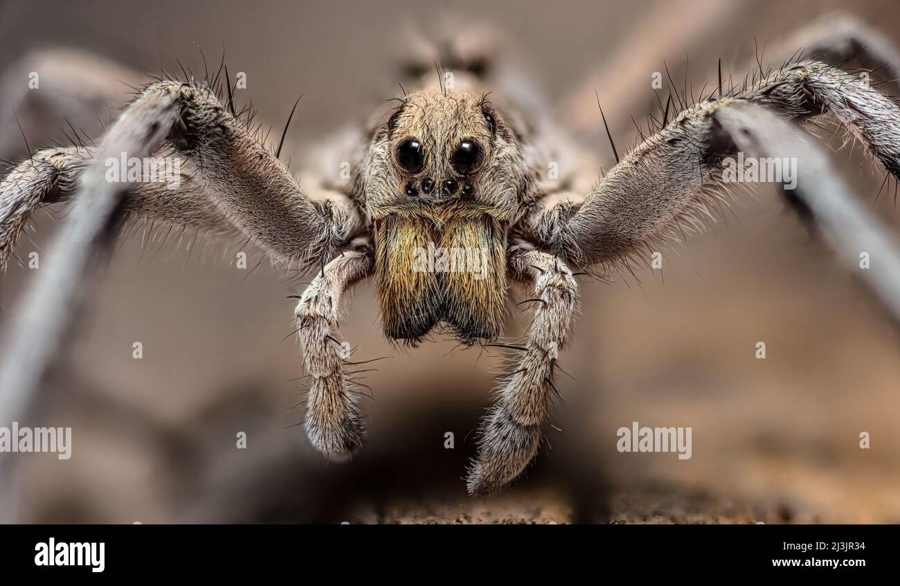 Wolf Spider, Hogna carolinensis Stockfoto