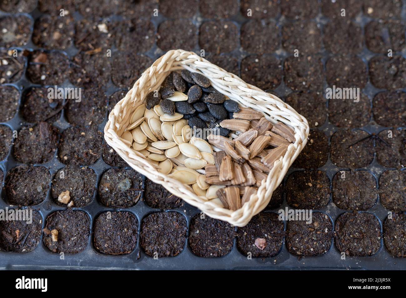 Gemischte Gemüsesamen in einem kleinen Korb Stockfoto