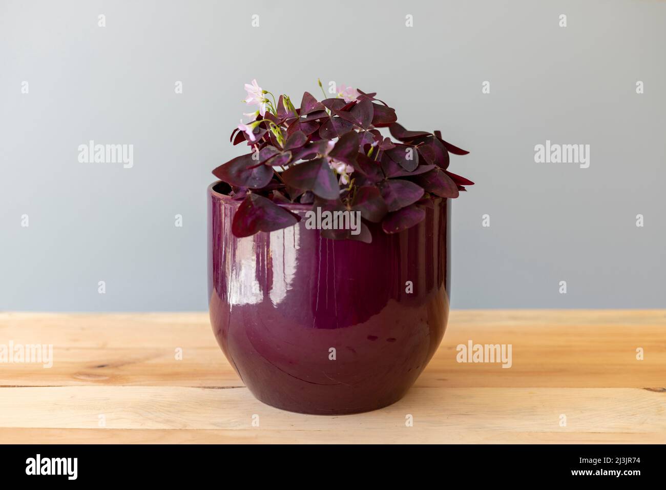 Oxalis triangularis Pflanze in einem violetten Dekotopf Stockfoto