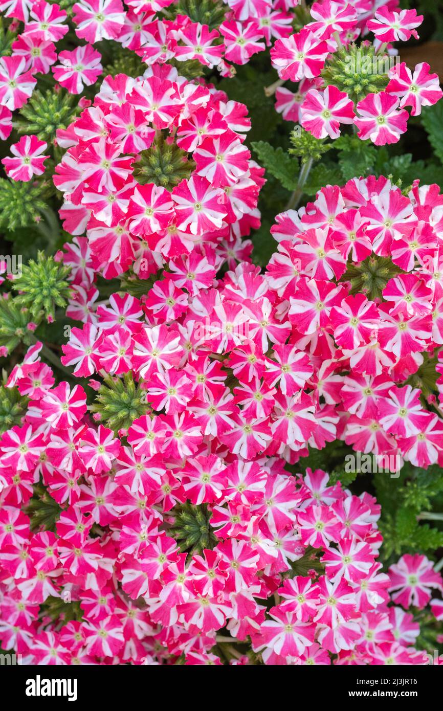 Eine rosa-weiße Eisenkraut mit einem auffälligen Windrad-Muster. Stockfoto