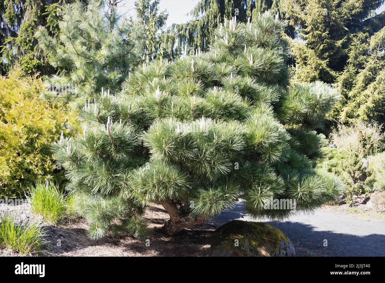 Pinus thunbergii „Thunderhead“. Stockfoto