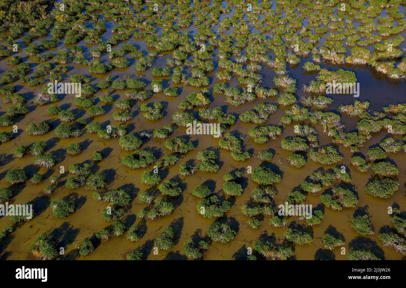 Everglades National Park ist ein Nationalpark im US-Bundesstaat Florida. Die größte subtropische Wildnis in den Vereinigten Staaten, enthält sie den Sou Stockfoto