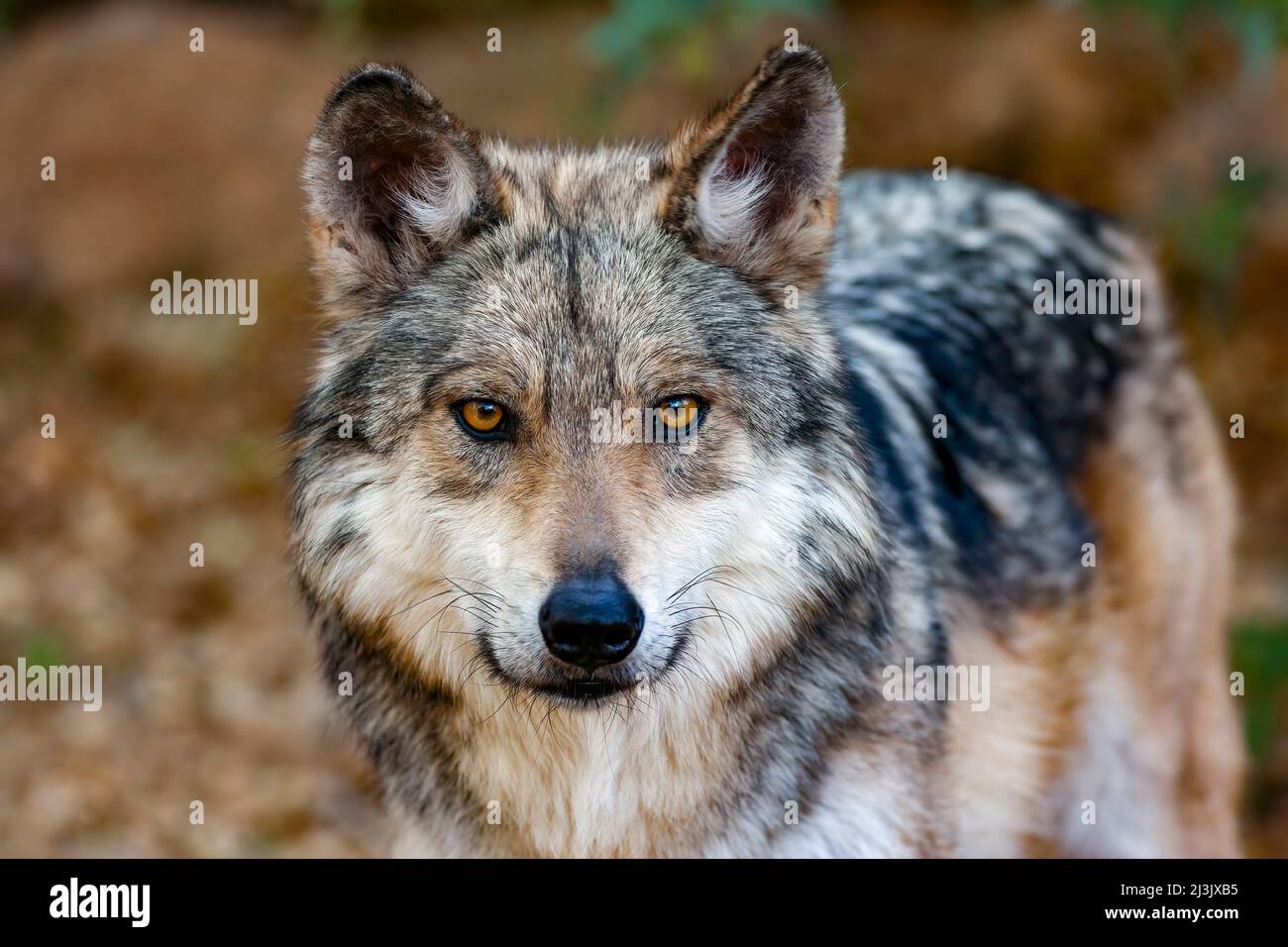 Mexikanischer Wolf, Canis Lupus Baileyi, Arizona Stockfoto