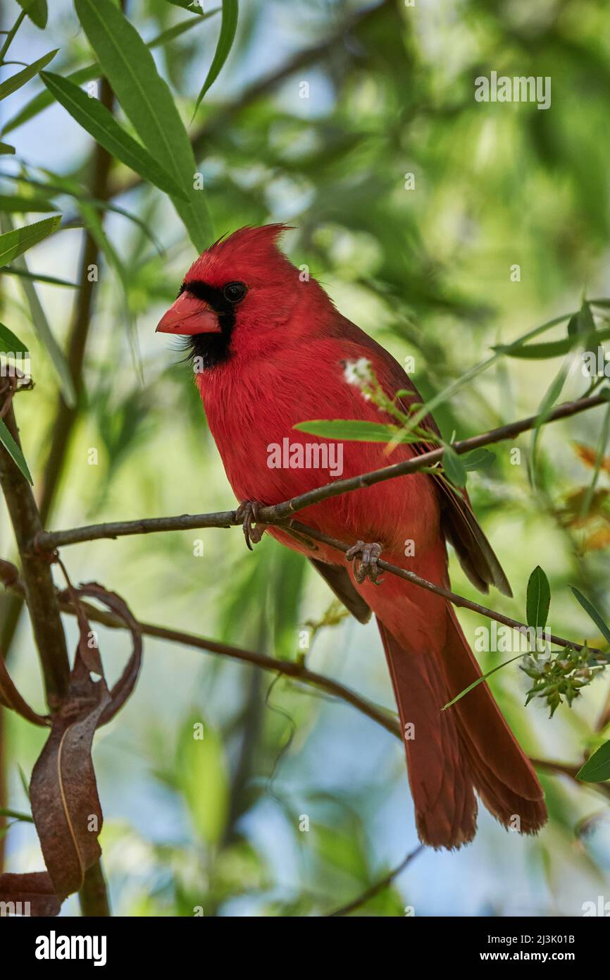 Nördlicher Roter Kardinal Stockfoto