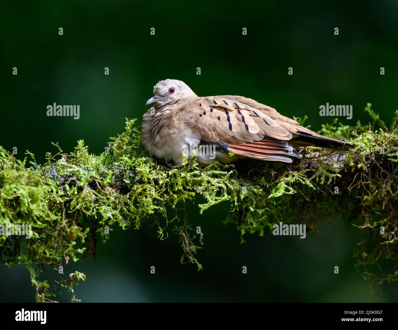 Eine Ruddy Ruddy Ground Dove (Columbina talpacoti), die auf einem Ast thront. Kolumbien, Südamerika. Stockfoto