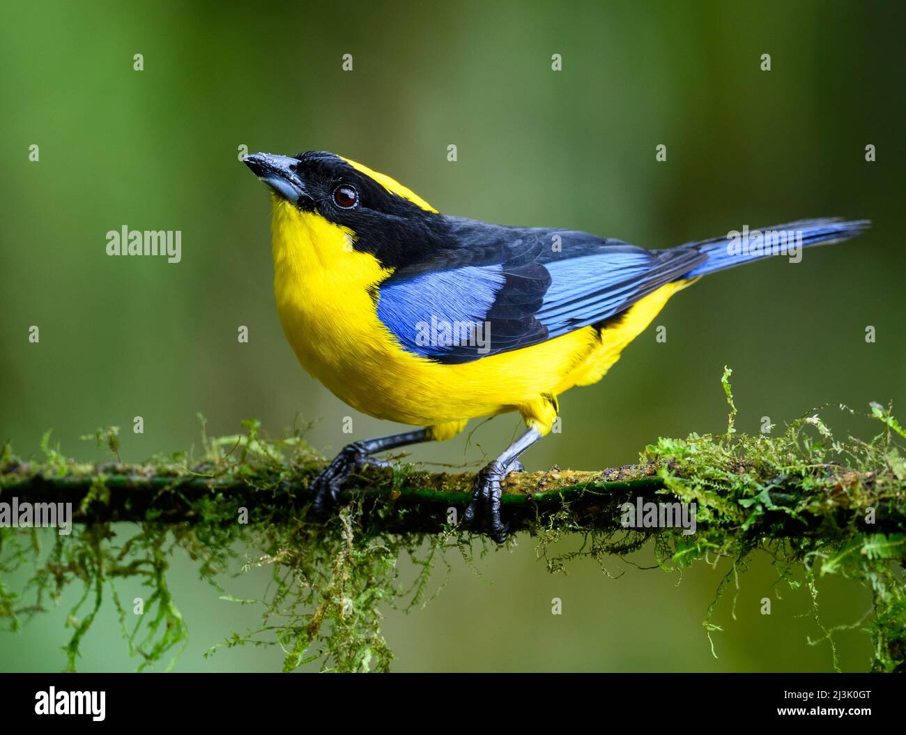 Ein Tanager mit Blauflügeln (Anisognathus somptuosus), der auf einem Ast thront. Kolumbien, Südamerika. Stockfoto