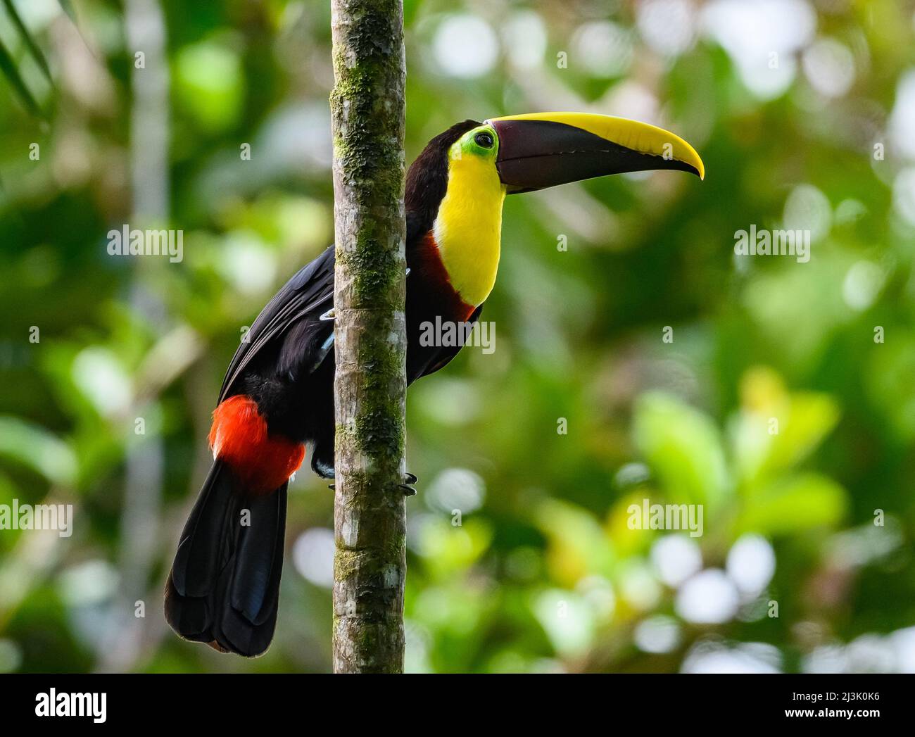 Ein Choco Toucan (Ramphastos brevis), der auf einer Palme thront. Kolumbien, Südamerika. Stockfoto