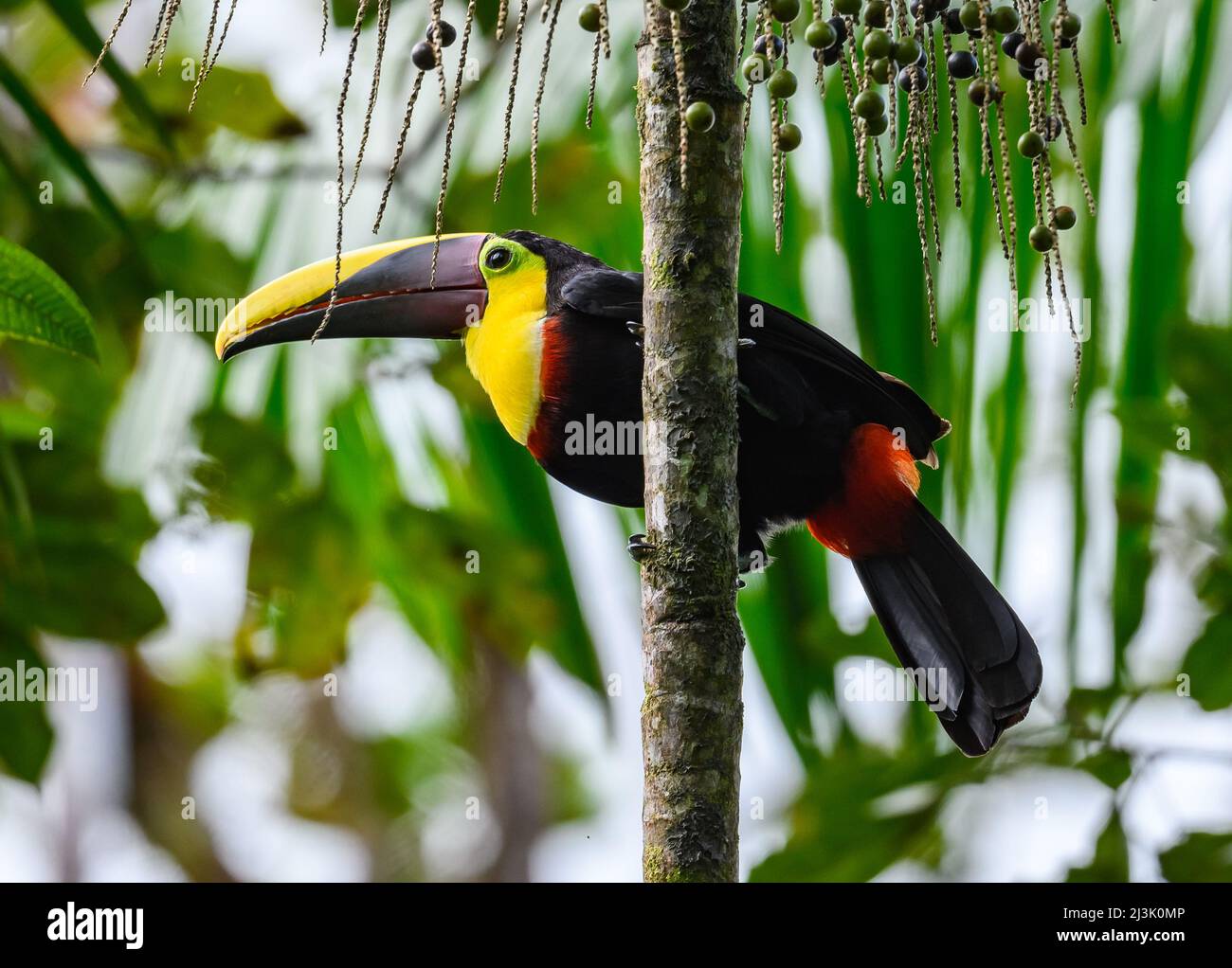 Ein Choco Toucan (Ramphastos brevis), der auf einer Palme thront. Kolumbien, Südamerika. Stockfoto