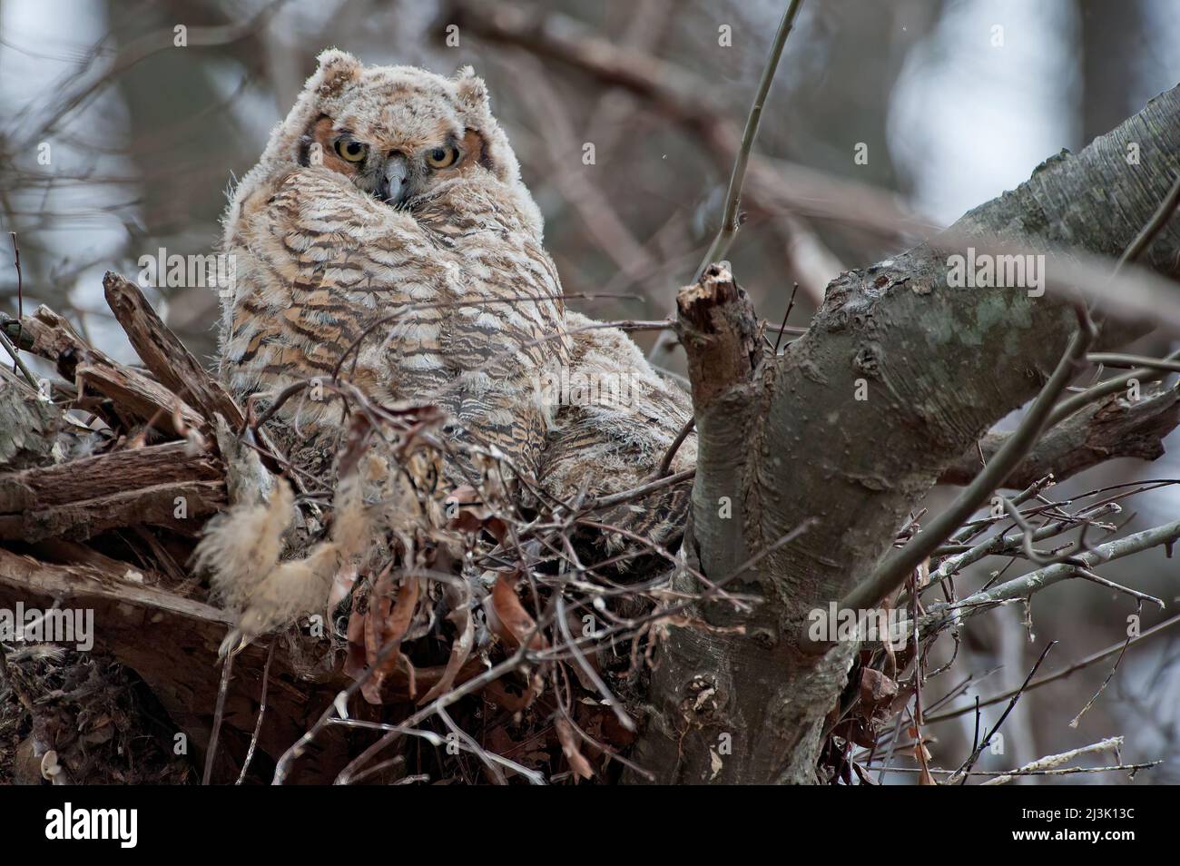 Große gehörnte Eulen im Nest Stockfoto