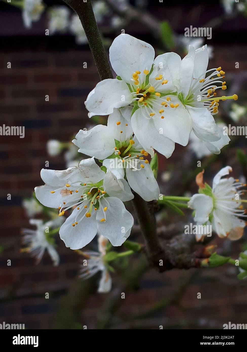 Pflaumenblüte ist eine der frühen Blüten des Frühlings in Nordengland. Die fleißigen Bienen bestäuben es für eine gute Ernte von Pflaumen bis August Stockfoto Pflaumenblüte ist eine der frühen Blüten des Frühlings in Nordengland. Die fleißigen Bienen bestäuben es für eine gute Ernte von Pflaumen bis August Stockfoto