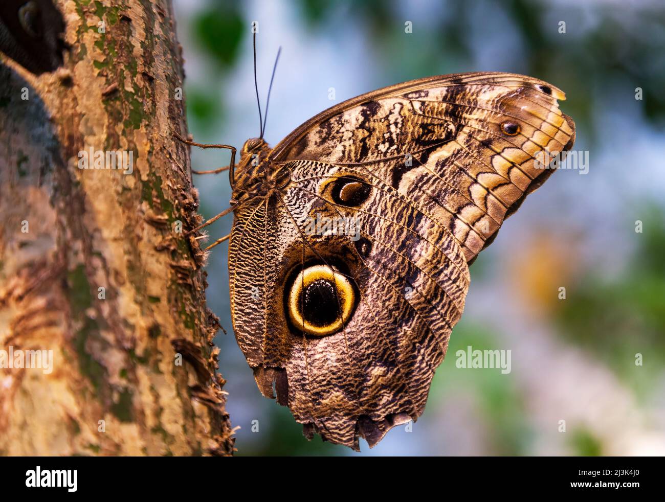 Caligo Eurilochus Schmetterling auf einem Baumstamm Stockfoto