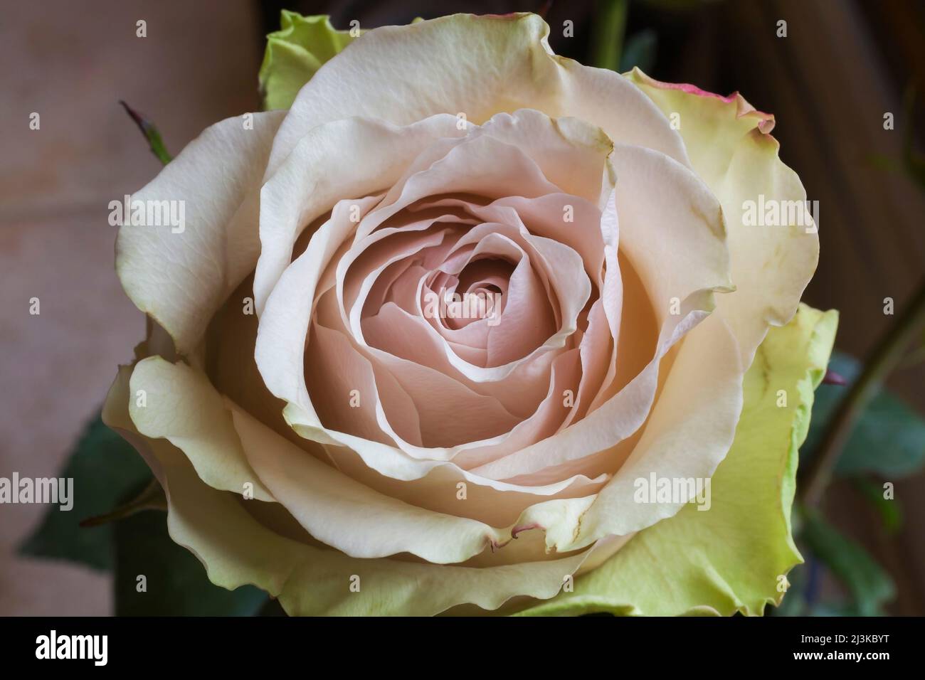 Pastellfarbenes Rosa - Rose. Stockfoto