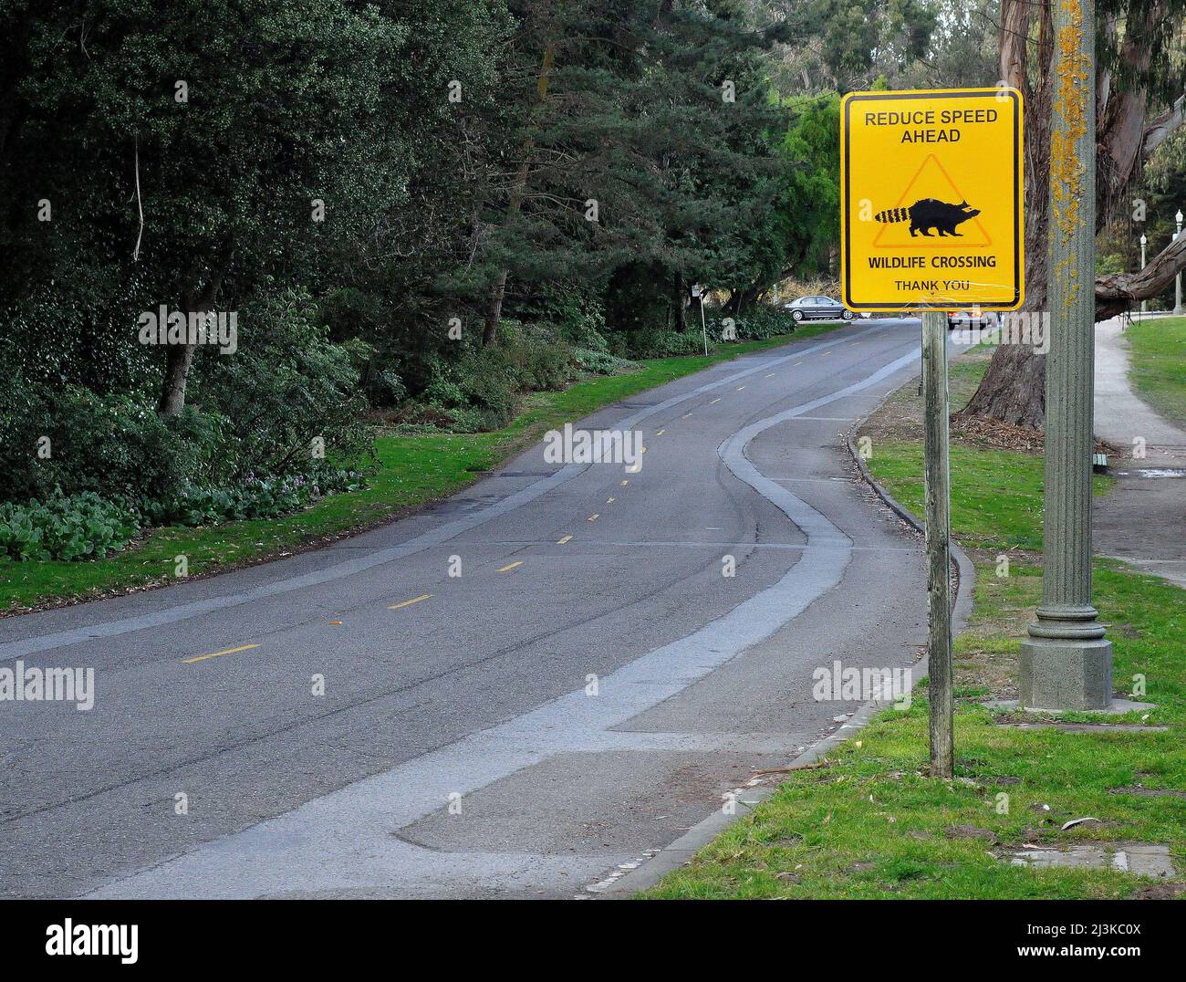 Reduzieren Sie die Geschwindigkeit voraus, Wildtiere überqueren Verkehrszeichen entlang einer Straße im Golden Gate Park, San Francisco, Kalifornien Stockfoto