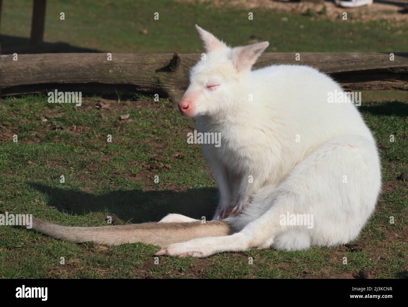 albino-Rothalswallaby saß mit geschlossenen Augen. Yorkshire Wildlife Park, Branton, Doncaster, South Yorkshire Notamacropus rufogriseus Stockfoto