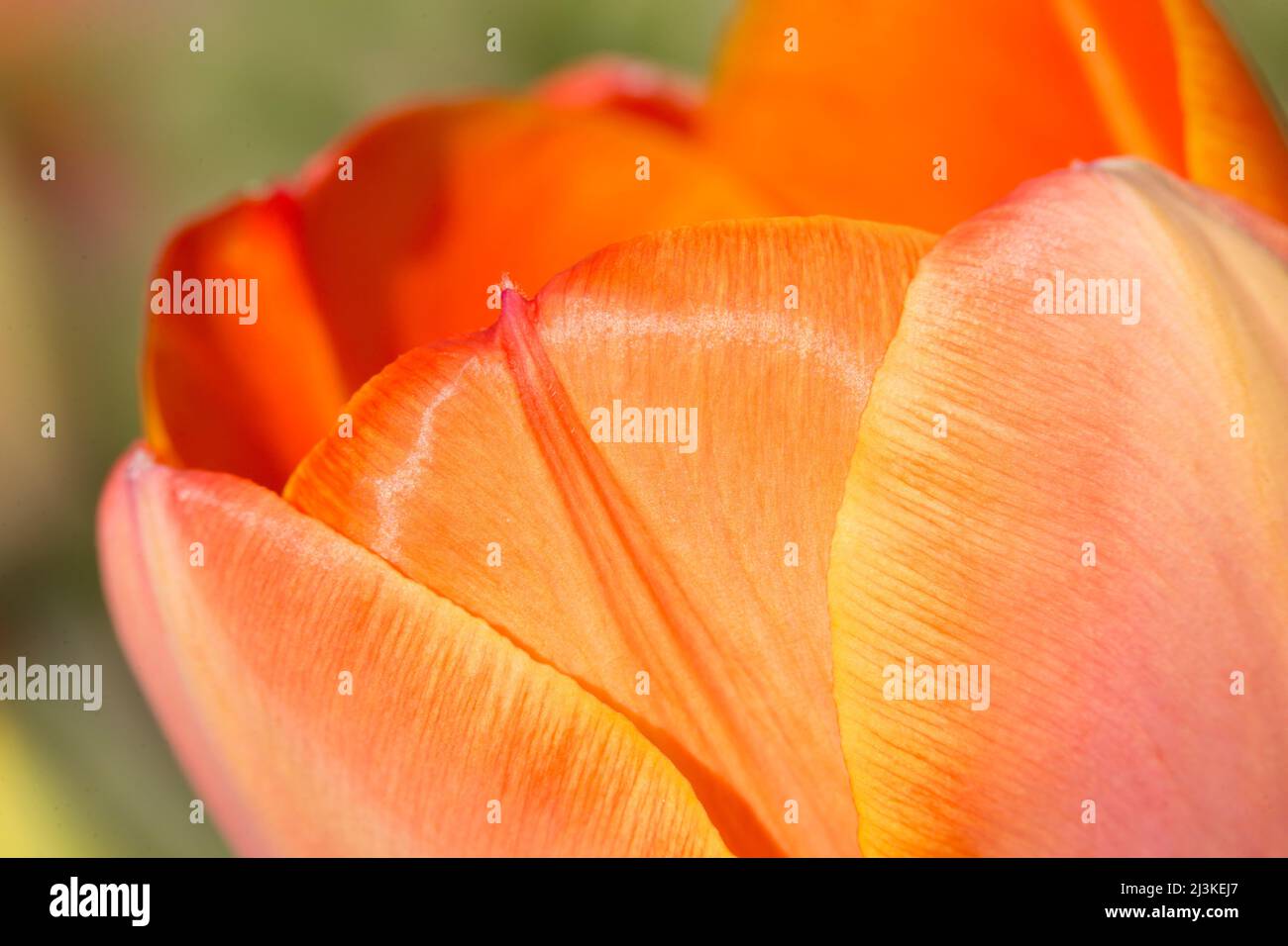 Extreme Nahaufnahme der schönen, leuchtend orangefarbenen Tulpe im Frühling Stockfoto