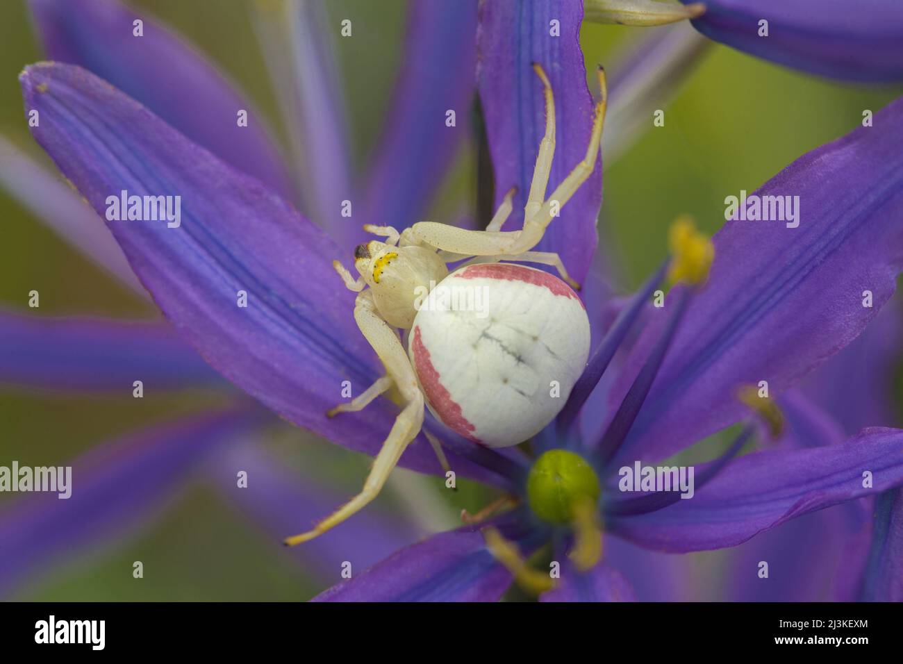 Nahaufnahme einer weiblichen Goldrutenkrabbenspinne auf einer violetten Blume Stockfoto