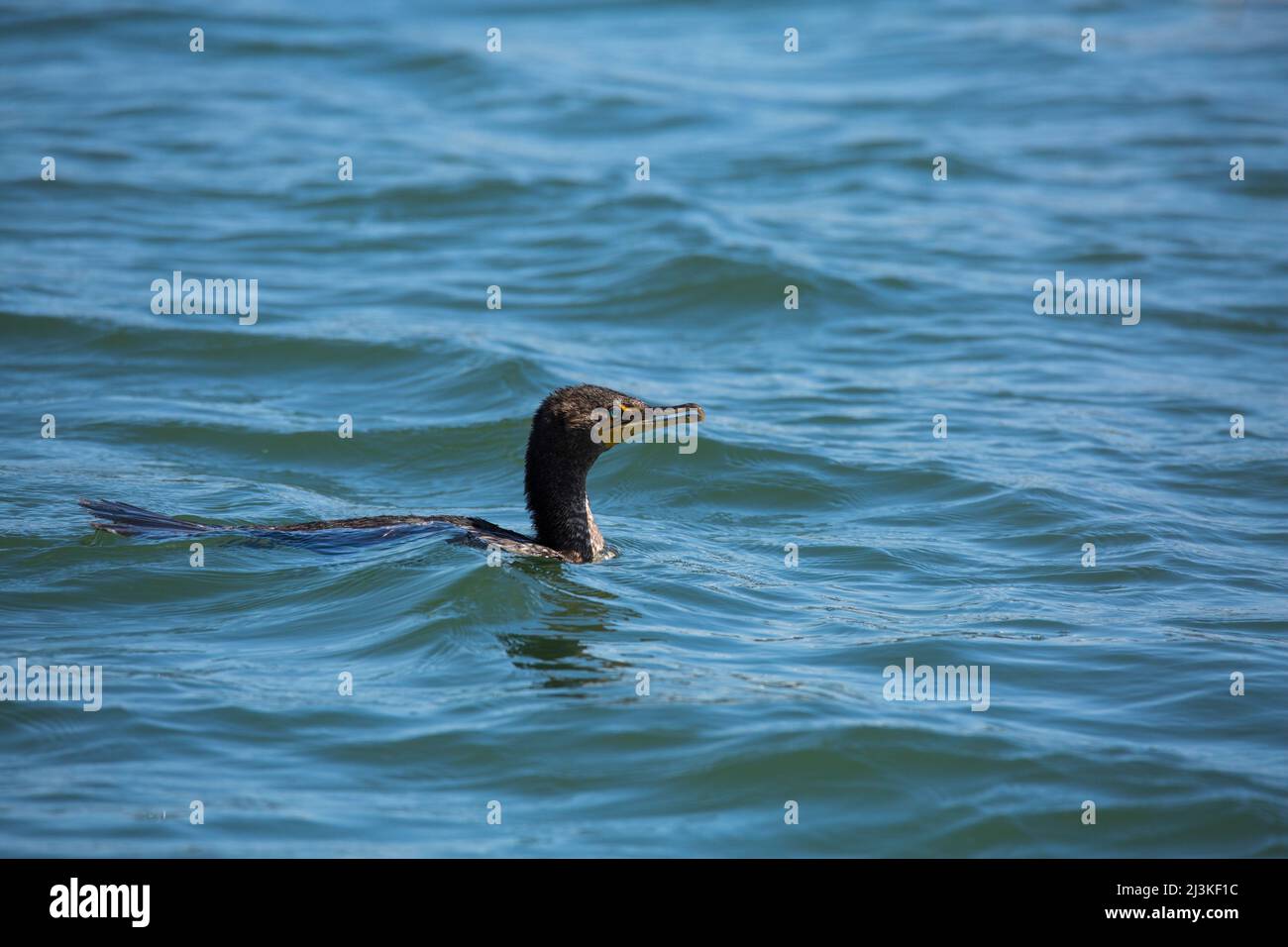 Schöner schwarzer Kormoran schwimmt im Meerwasser Stockfoto