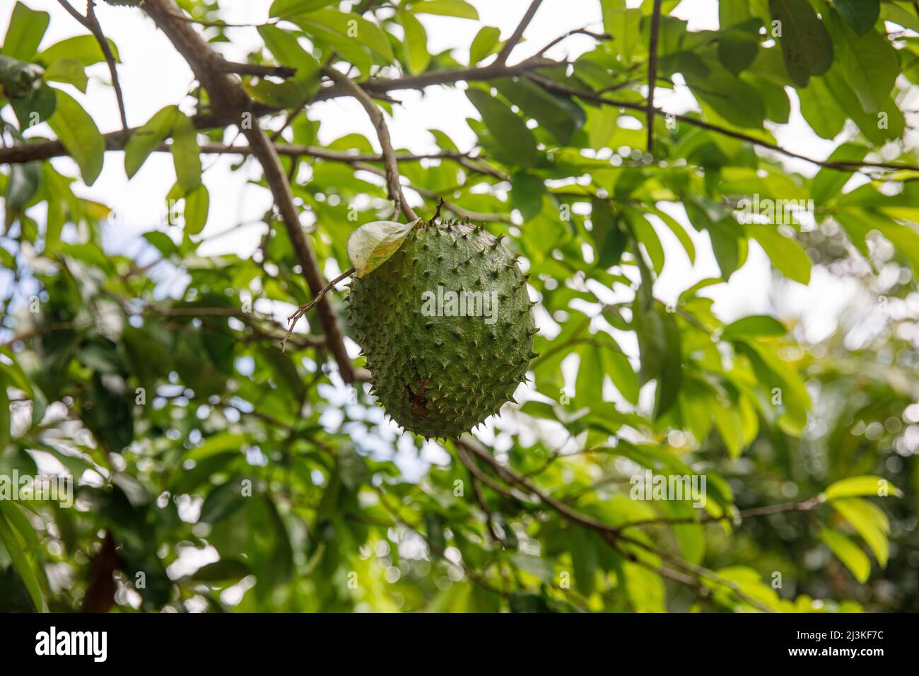 Soursop, Graviola, Guanabana. Lateinamerika Dominikanische Republik exotische medizinische Früchte. Stockfoto