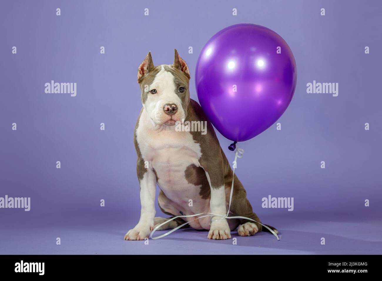 Junger zweifarbiger amerikanischer staffordshire Terrier auf blauem Hintergrund im Studio Stockfoto